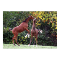Arabian Horses posters by MSchroe477 Arabian Horses posters