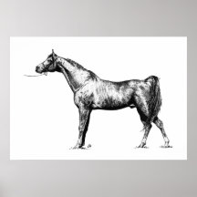 Arabian in Pen & Ink Poster