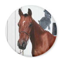 Arabian Mama Photo-23 magnets by FrankzPawPrintz Arabian Mama Photo-23 magnets