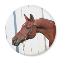 Arabian Mama Photo-26 magnets by FrankzPawPrintz Arabian Mama Photo-26 magnets