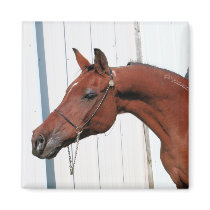 Arabian Mama Photo-26 magnets by FrankzPawPrintz Arabian Mama Photo-26 magnets