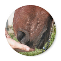Arabian Mama Photo-58 magnets by FrankzPawPrintz Arabian Mama Photo-58 magnets