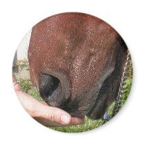 Arabian Mama Photo-58 magnets by FrankzPawPrintz Arabian Mama Photo-58 magnets