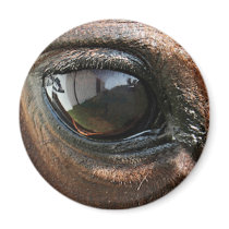 Arabian Mama Photo-69A magnets by FrankzPawPrintz Arabian Mama Photo-69A magnets
