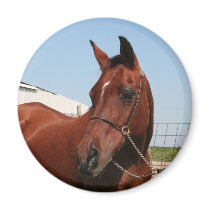 Arabian Mama Photo-75 magnets by FrankzPawPrintz Arabian Mama Photo-75 magnets