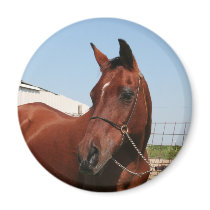 Arabian Mama Photo-75 magnets by FrankzPawPrintz Arabian Mama Photo-75 magnets