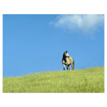 Arabian mare, Victoria, Australia Custom Flyer