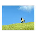 Arabian mare, Victoria, Australia Postcard