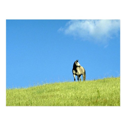 Arabian mare, Victoria, Australia Postcard