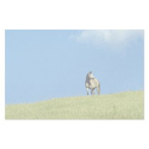 Arabian mare, Victoria, Australia Personalized Stationery