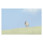 Arabian mare, Victoria, Australia Personalized Stationery