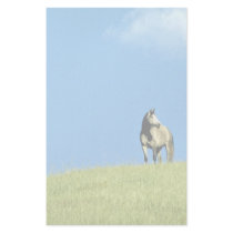 Arabian mare, Victoria, Australia Custom Stationery
