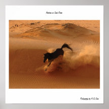 Arabian on Sand Dune Print