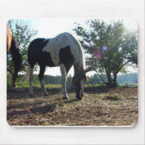 Arabian Pinto - Customized mousepads