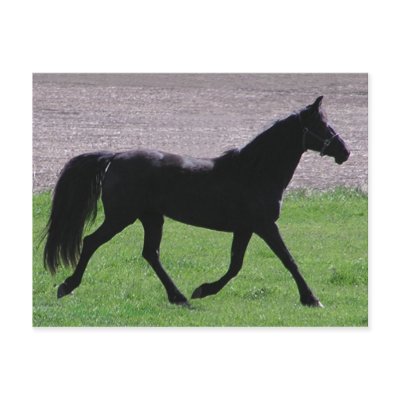 Arabian Profile Postcards by RookyStudios