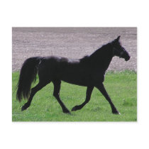 Arabian Profile Postcards by RookyStudios Arabian Profile Postcards