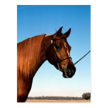 Arabian Show Horse Post Card