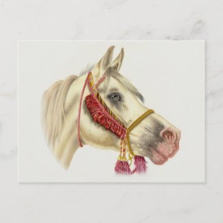 Arabian Stallion postcard