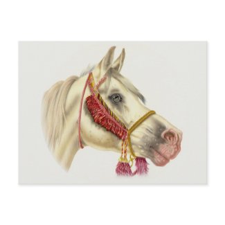 Arabian Stallion postcard