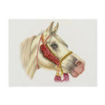 Arabian Stallion Postcards