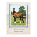 Arabian Stallion posters by dbarone57 Arabian Stallion posters