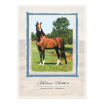 Arabian Stallion posters by dbarone57 Arabian Stallion posters