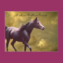 Arabian Stallion Stormy Sunset Postcard postcards