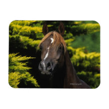 Arabian Stallion Vinyl Magnet