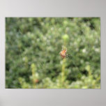 Arachnid posters