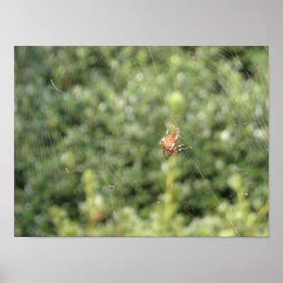 Arachnid Print by HLawver