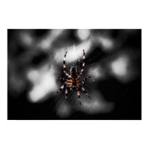 Arachnid Poster & Canvas Print