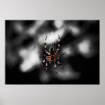 Arachnid Poster & Canvas Print