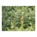 Arachnid posters