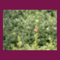 Arachnid posters