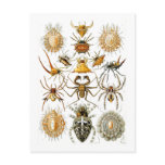 Arachnida (Spiders), Ernst Haeckel Postcard