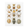 Arachnida (Spiders), Ernst Haeckel Postcard