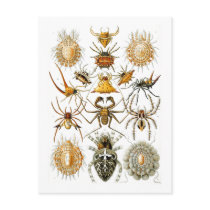 Arachnida (Spiders), Ernst Haeckel postcards
