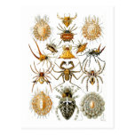 Arachnida (Spiders), Ernst Haeckel postcards