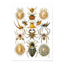 Arachnida (Spiders), Ernst Haeckel posters