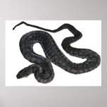 Arafura File Snake Large Poster