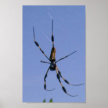 Araña Impresiones