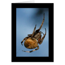 Araña Tarjeta