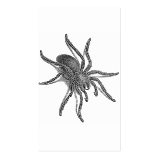 Aranea Avicularia, Black Cuban Spider Business Cards (front side)