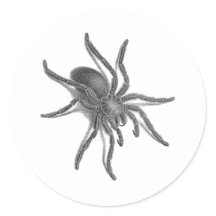 black cuban spider