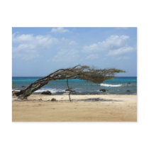 arashi beach postcard