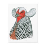 Araucana Hen Postcards