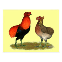 Araucana Red Pair Postcards