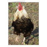Araucana Rooster Card