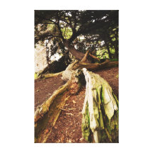 Árbol caido impresion de lienzo