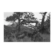 Árbol caido lona envuelta para galerías